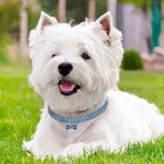 Bling Rhinestone Dog Collar – Crystal Collar for Small & Medium Dogs or Cats