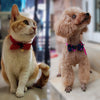 Classic Pet Bow Tie