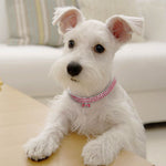 Bling Rhinestone Dog Collar – Crystal Collar for Small & Medium Dogs or Cats